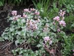 lamium-pink-pewter-2