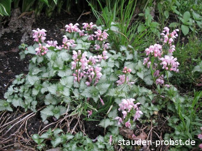 Lamium maculatum 'Pink Pewter' - Taubnessel