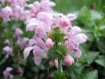 lamium-pink-pewter