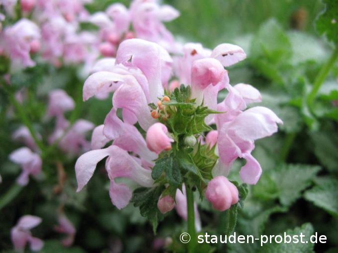 Lamium maculatum 'Pink Pewter' - Taubnessel