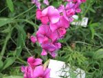 lathyrus-latifolius