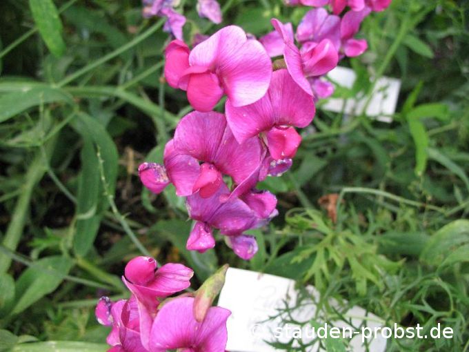 Lathyrus latifolius - Rankende Staudenwicke