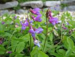 lathyrus-vernus