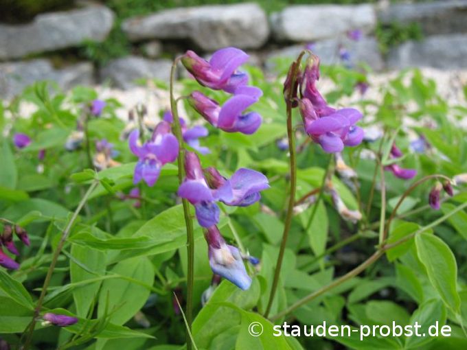 Lathyrus vernus - Frühlingsplatterbse