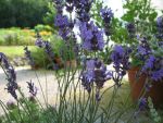 lavandula-angustifolia-siesta-2