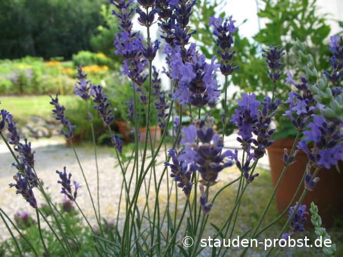 Lavandula angustifolia 'Siesta' - Lavendel