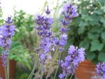 lavandula-angustifolia-siesta