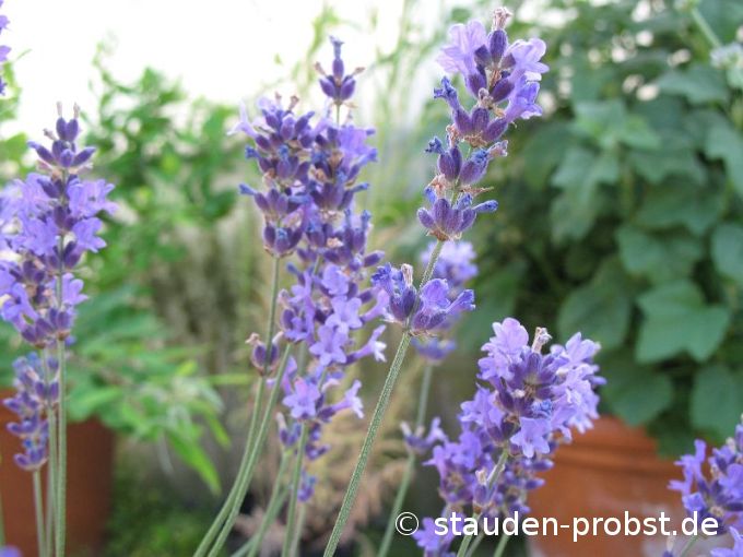 Lavandula angustifolia 'Siesta' - Lavendel