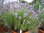 lavandula-cedar-blue