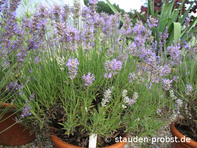 Lavandula angustifolia 'Cedar Blue' - Lavendel