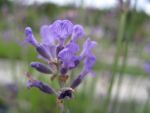 lavandula-dwarf-blue