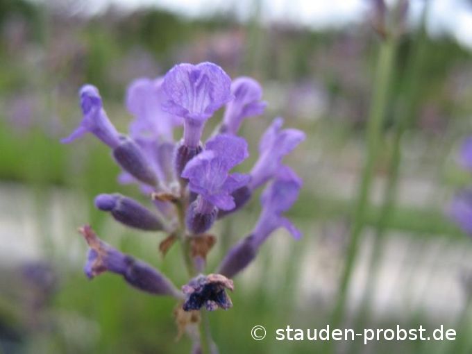 Lavandula angustifolia 'Dwarf Blue' - Lavendel