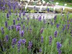 lavandula-hidcote-blue-3