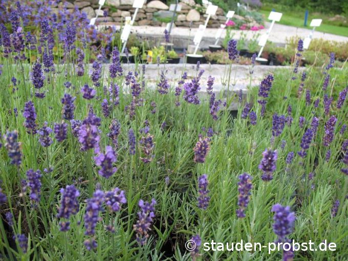 Lavandula angustifolia 'Hidcote Blue' - Lavendel