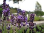 lavandula-hidcote-blue-strain