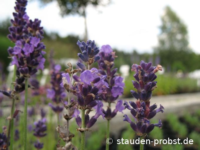 Lavandula angustifolia 'Hidcote Blue Strain' - Lavendel