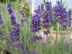 lavandula-hidcote-blue