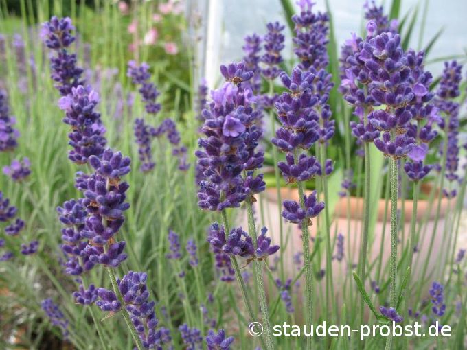 Lavandula angustifolia 'Hidcote Blue' - Lavendel