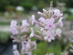 lavandula-rosea