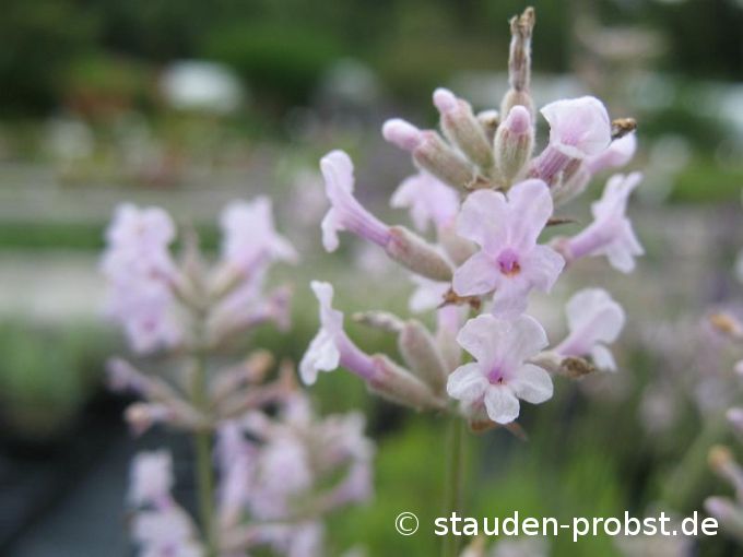 Lavandula angustifolia 'Rosea' - Lavendel