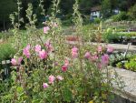 lavathera-thuringiaca-barnsley-2