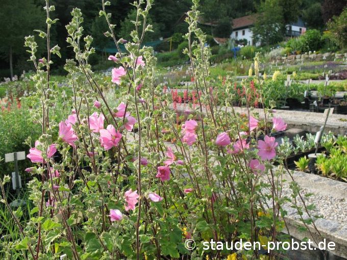 Lavatera thuringiaca 'Barnsley' - Buschmalve
