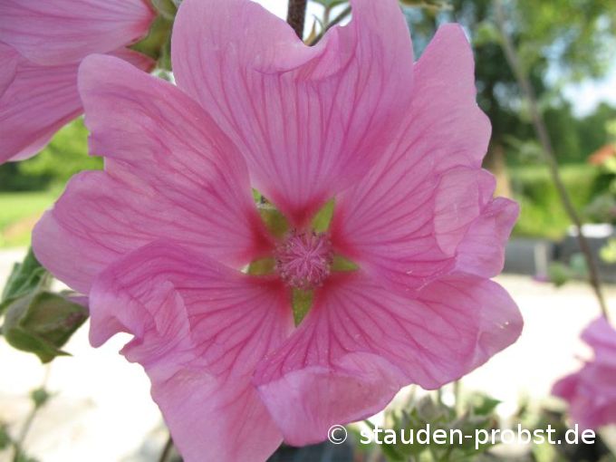 Lavatera thuringiaca 'Barnsley' - Buschmalve