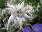 leontopodium-alpinum