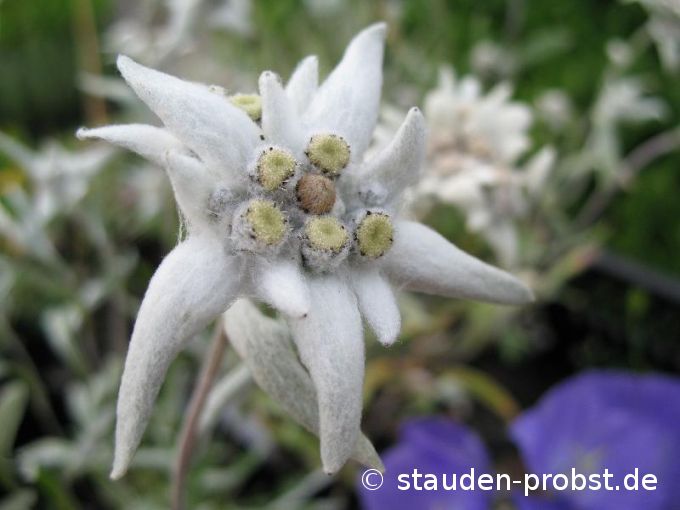 Leontopodium alpinum - Edelwei&szlig;