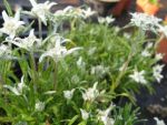 leontopodium-soulei-mignon-2