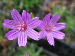 lewisia-columbiana-var-rupicola