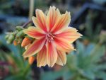 lewisia-cotyledon-sunset-strain-2