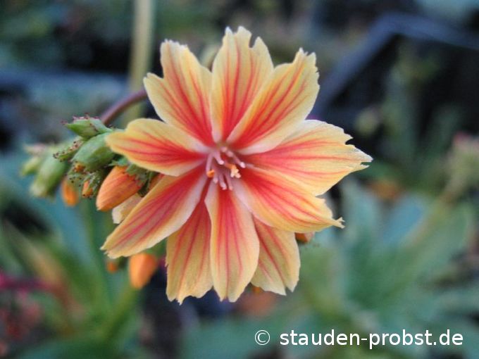 Lewisia cotyledon 'Sunset Strain' - Bitterwurz, Porzellanröschen