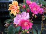 lewisia-cotyledon-sunset-strain