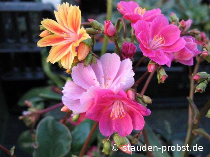 Lewisia cotyledon 'Sunset Strain' - Bitterwurz, Porzellanröschen