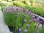 liatris-spicata-floristan-violett-2
