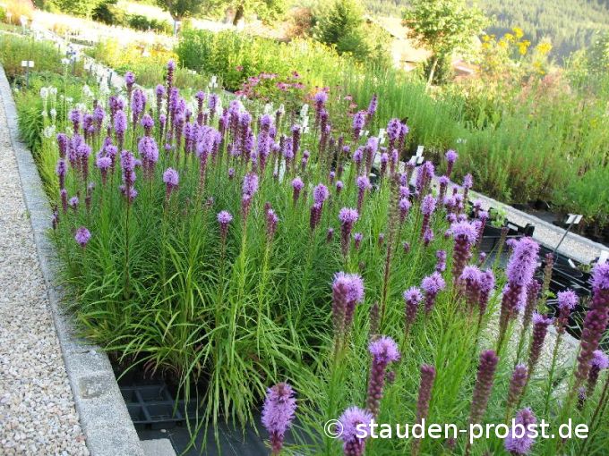Liatris spicata 'Floristan Violett' - Prachtscharte