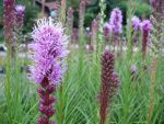 liatris-spicata-floristan-violett