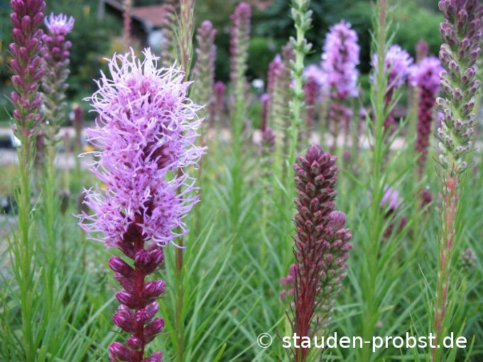 Liatris spicata 'Floristan Violett' - Prachtscharte