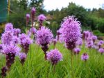 liatris-spicata-kobold-2