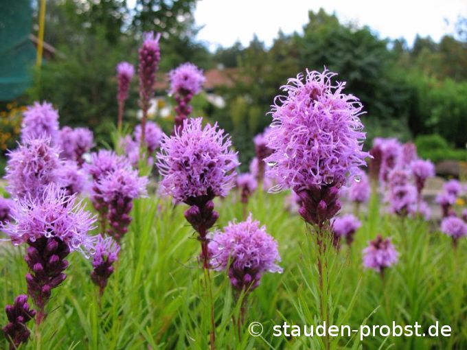 Liatris spicata 'Kobold' - Prachtscharte