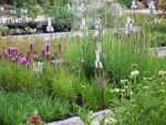 liatris-spicata-kobold
