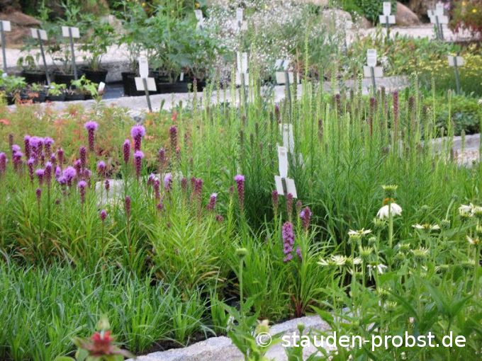 Liatris spicata 'Kobold' - Prachtscharte