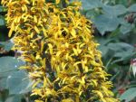 ligularia-stenocephala-the-rocket-2