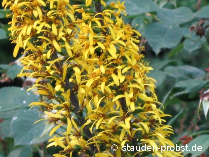 Ligularia stenocephala 'The Rocket' - Kreuzkraut, Goldkolben