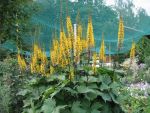 ligularia-stenocephala-the-rocket