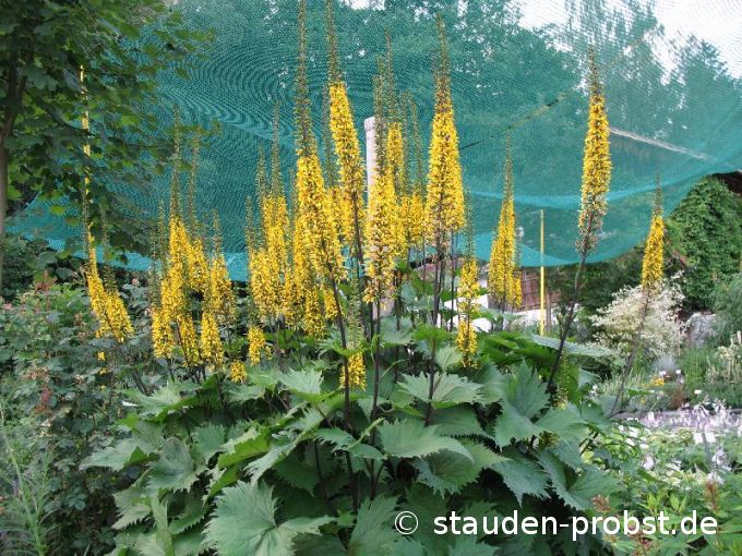 Ligularia stenocephala 'The Rocket' - Kreuzkraut, Goldkolben
