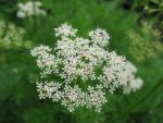 ligusticum-mutellina-2