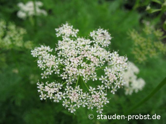 Ligusticum mutellina - Bayerwald Bärwurz