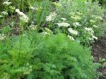 ligusticum-mutellina-3